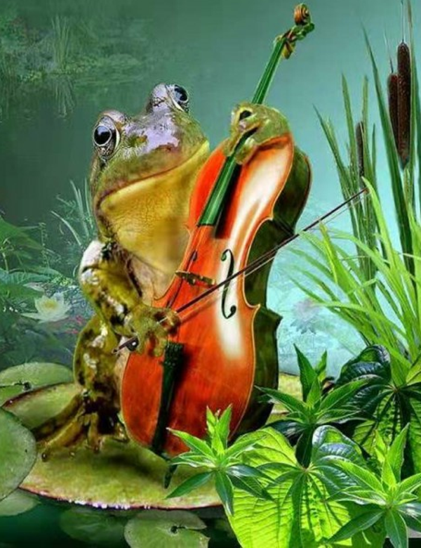 Violin frog