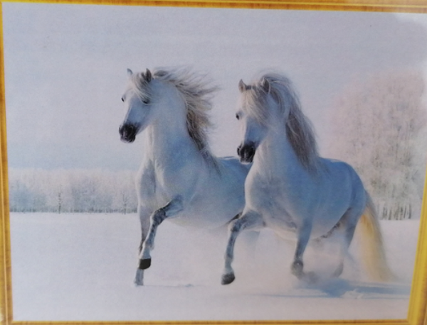 Witte paarden