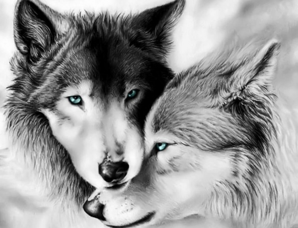 Wolves couple
