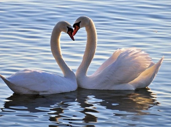 Zwanenkoppel