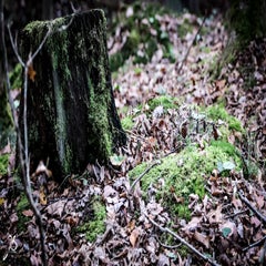 img_8774.jpg