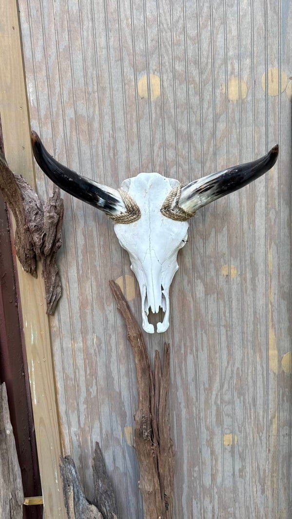 Bull skulls