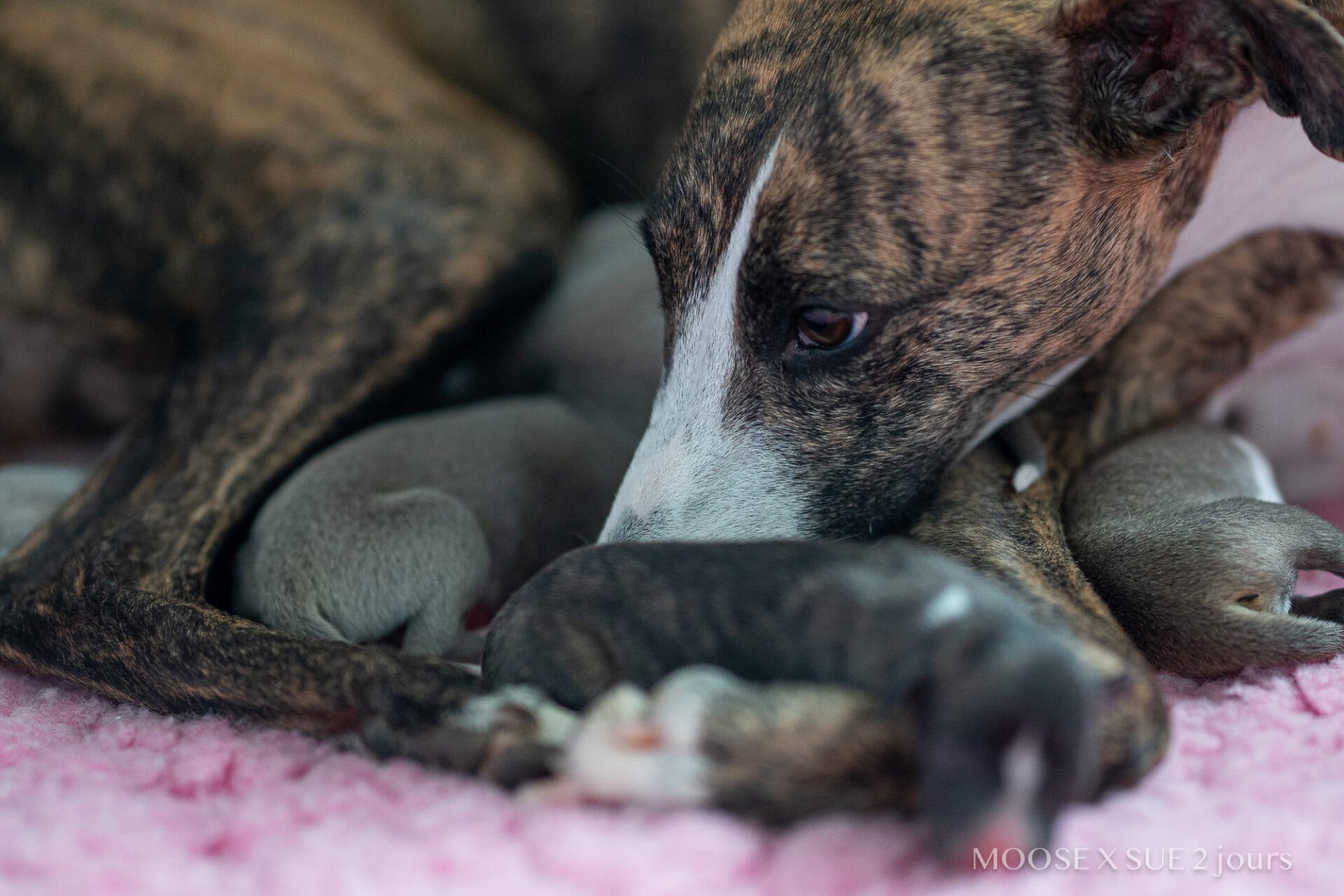 chiots-whippet-disponible-isere-savoie-suisse-france-9-standard.jpg