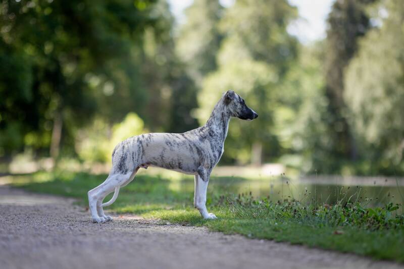 elevage-whippet-isere-savoie-france-standard.jpg