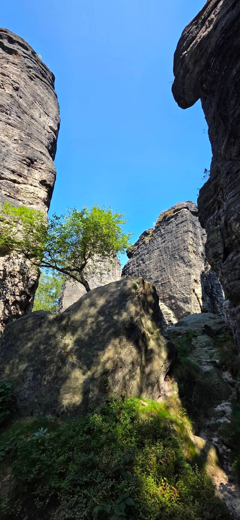 020_tis-tisk-st-ny-rotsen-standard.jpg