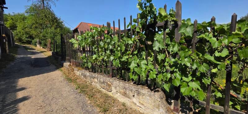 035-zel-zy-the-devils-head-standard.jpg