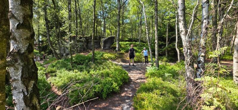 067_tis-tisk-st-ny-rotsen-standard.jpg