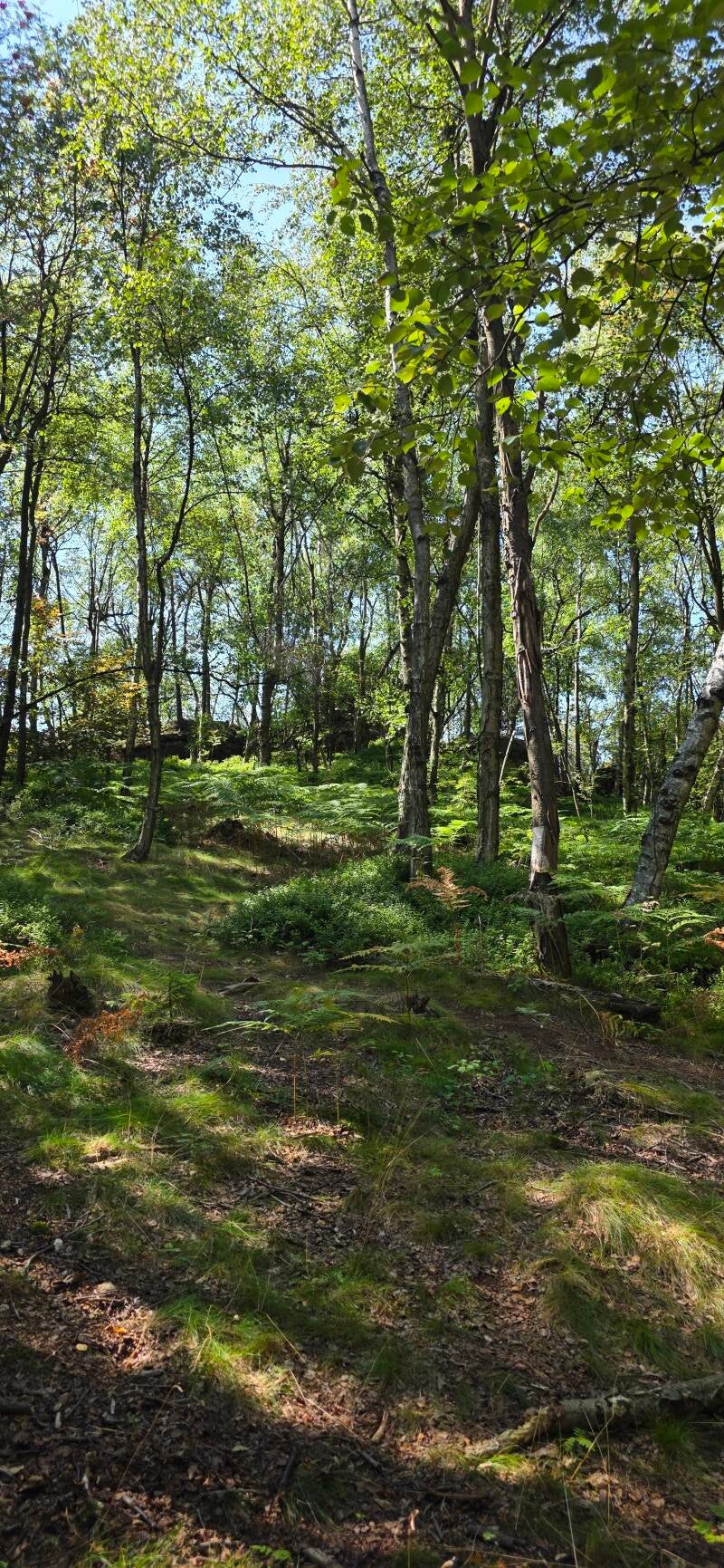 133_tis-tisk-st-ny-rotsen-standard.jpg