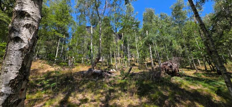 152_tis-tisk-st-ny-rotsen-standard.jpg