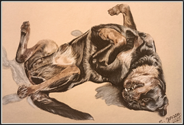 Rottweiler liegend