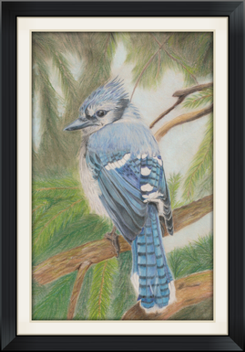 Bunstiftzeichnung Blauhäher