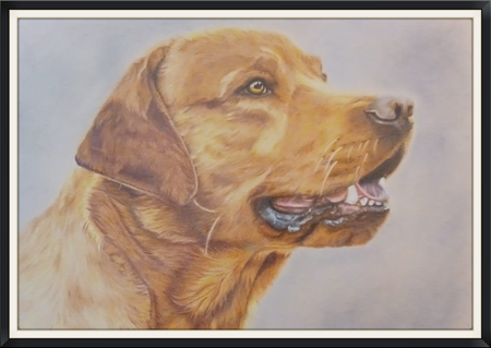 Buntstiftzeichnung eines Hundes Rasse Labrador