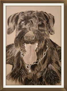 Riesenschnauzer mit Kohle gezeichnet