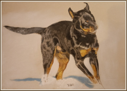 Bunstiftzeichnung eines Rottweilers