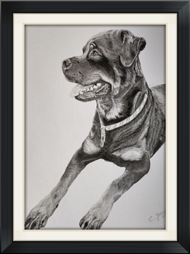 Rottweiler mit Bleistift gezeichnet