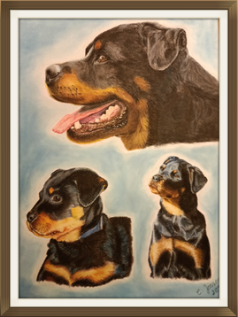 Pastellzeichnung Rottweiler
