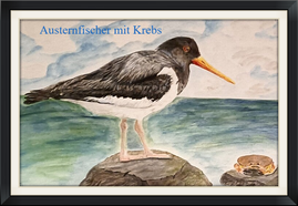 Buntstiftzeichnung Austernfischer