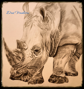 Bleistiftzeichnung Nashorn