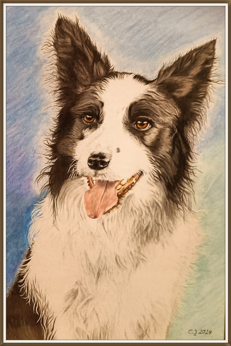 Bunstiftzeichnung Bordercollie