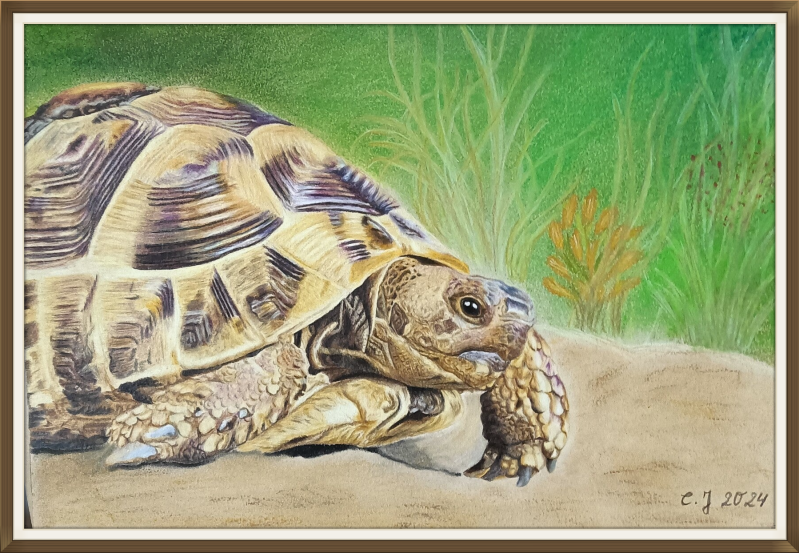 Buntstiftzeichnung Landschildkröte