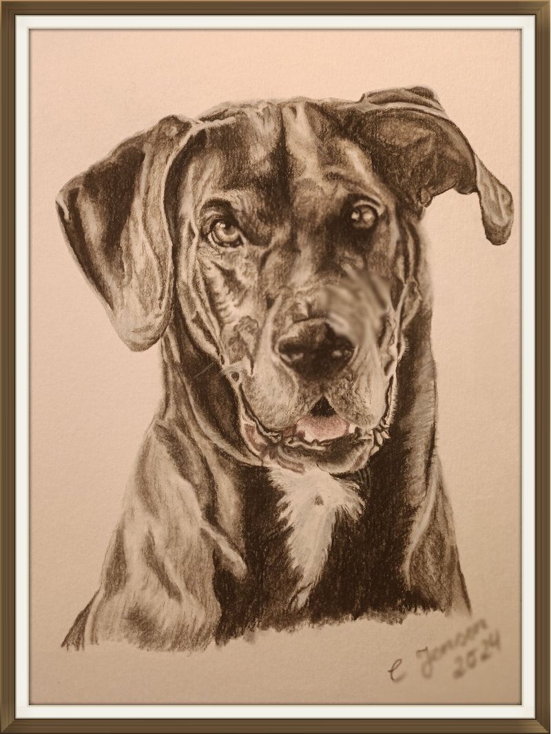 Bleistiftzeichnung Dogge