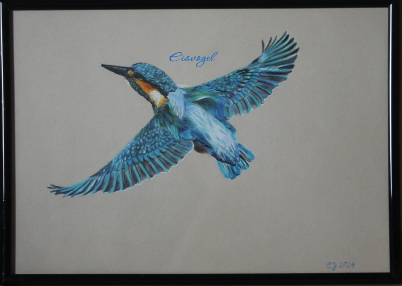 Bunstiftzeichnung fliegender Eisvogel
