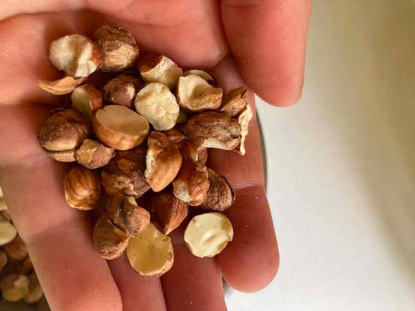 American Hazelnut Shrub