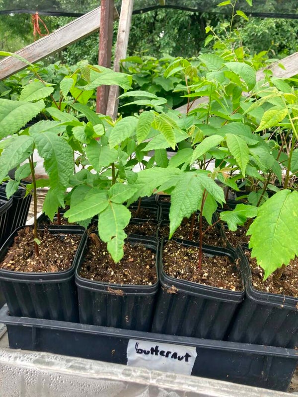 Butternut Tree (Juglans cinerea)