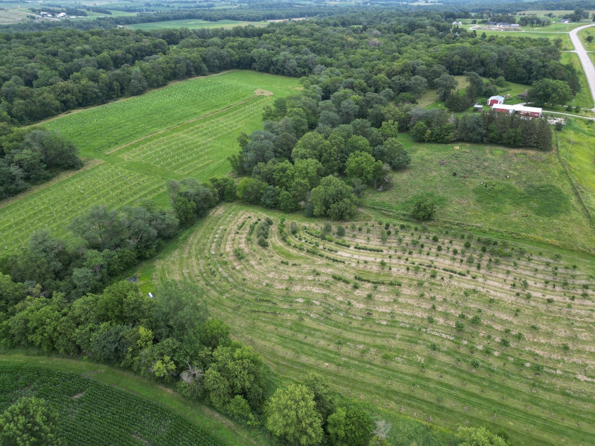 Grow Chestnuts / Learn | Olivia's Orchard