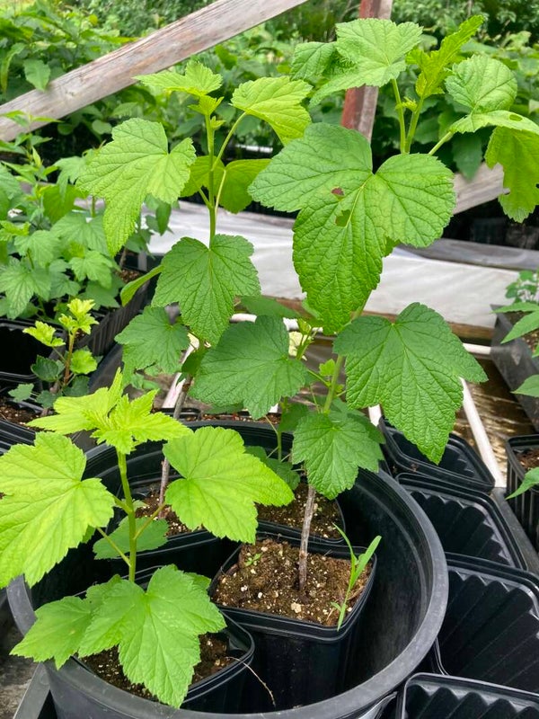 Currants