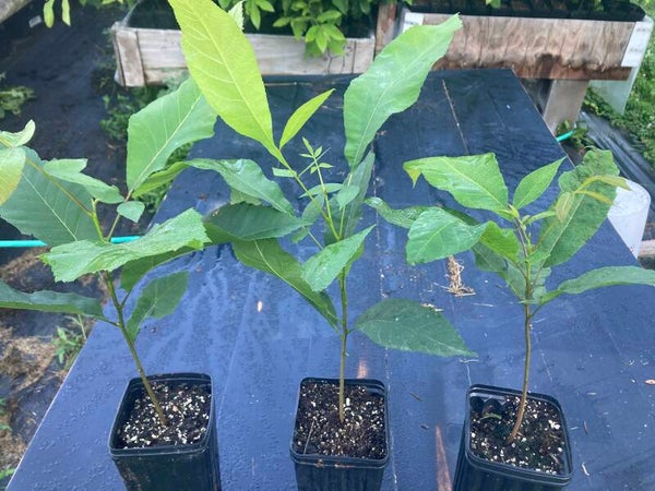 Northern Pecan Tree