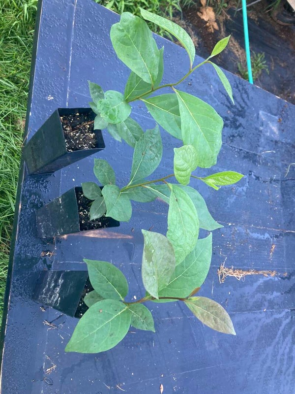 American Persimmon Tree