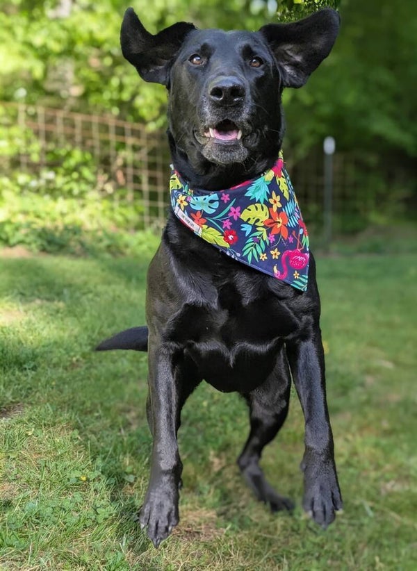 Large Bandana