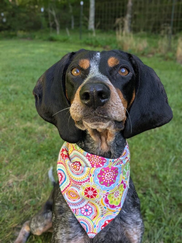 Medium Bandanas