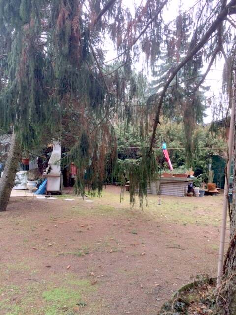 Plateau met mooie oude bomen