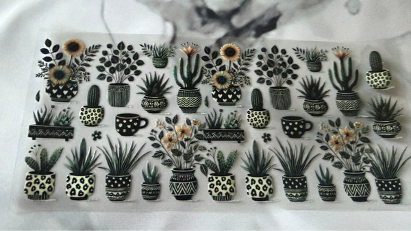 Succulents