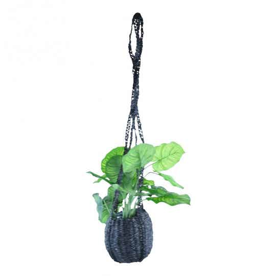Hanging basket | Zander