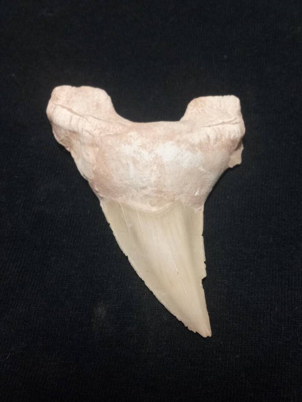Otodus Obiquus Shark Teeth From Morroco 8