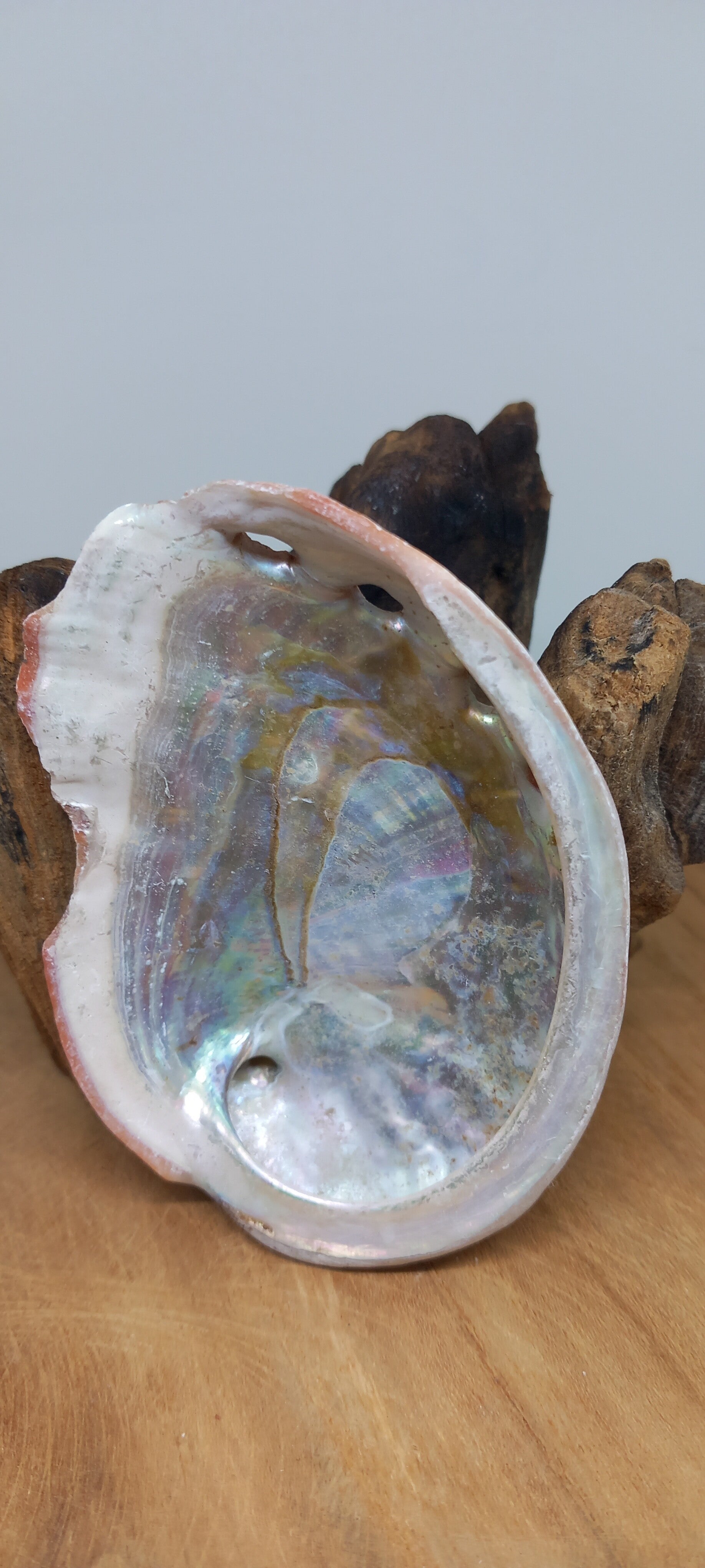 Abalone schelp