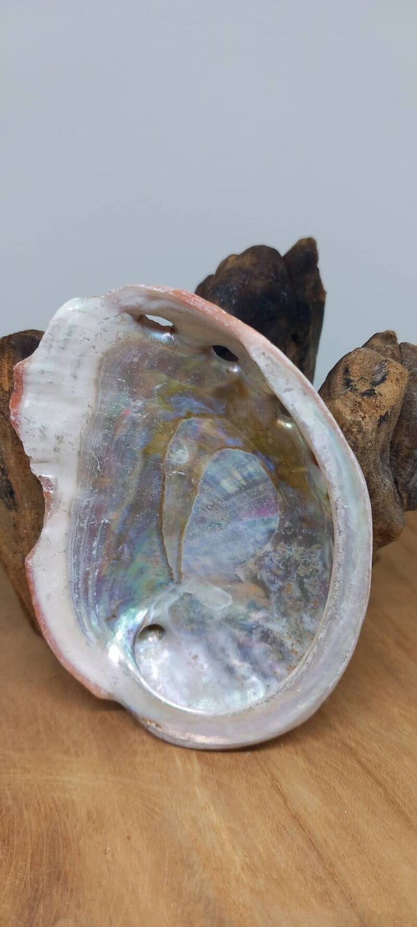 Abalone schelp