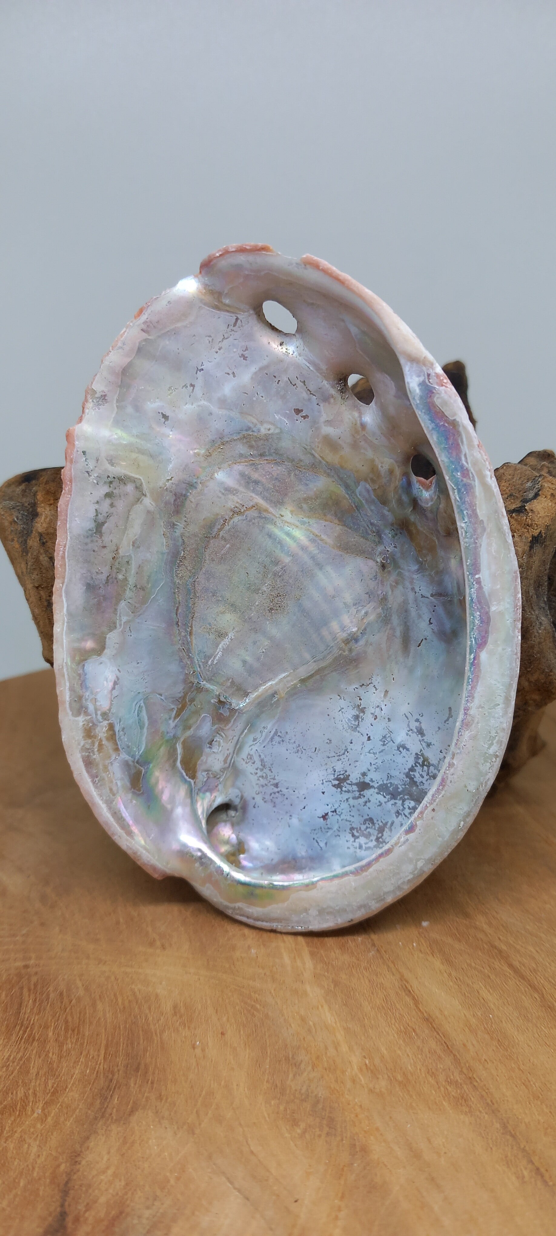 Abalone schelp