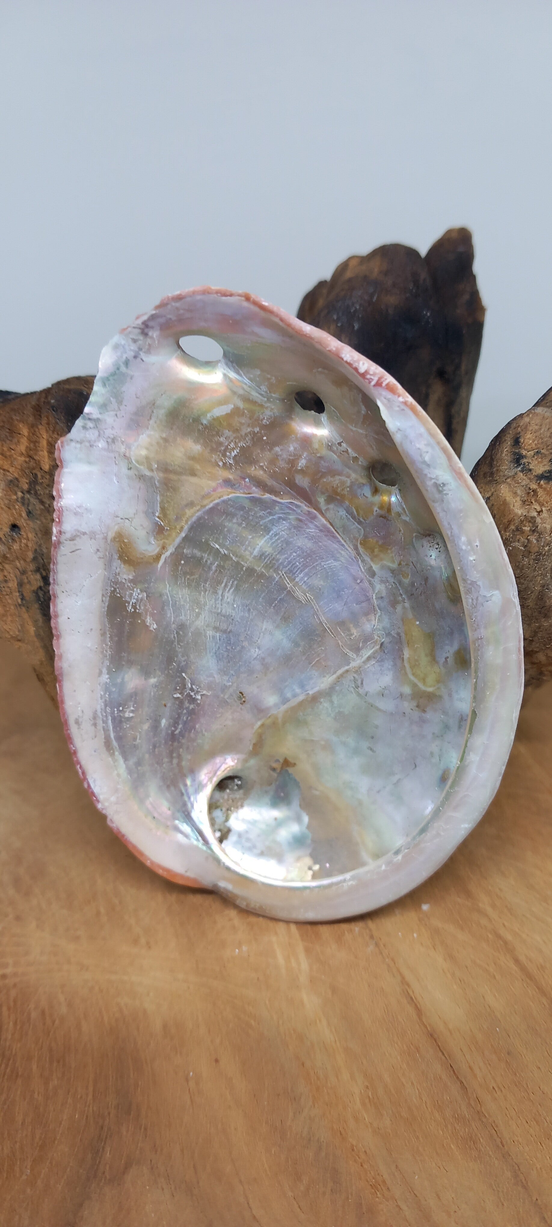 Abalone schelp