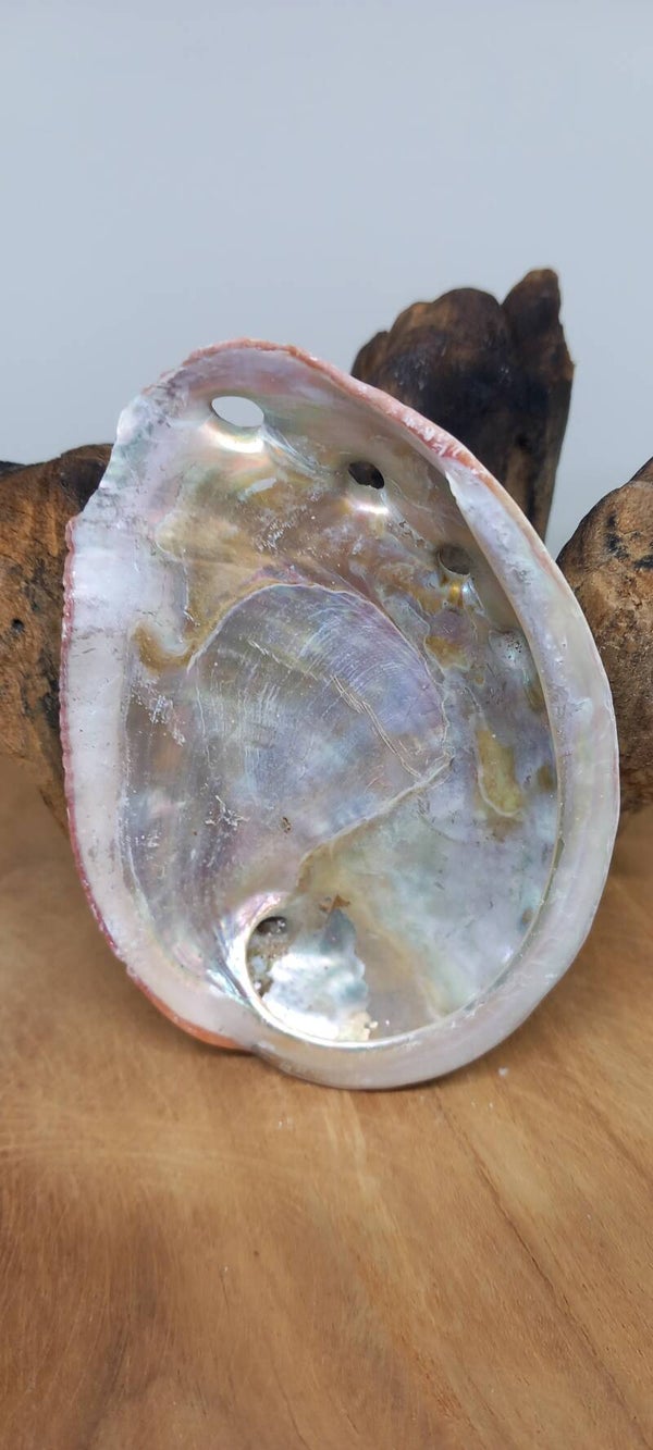 Abalone schelp