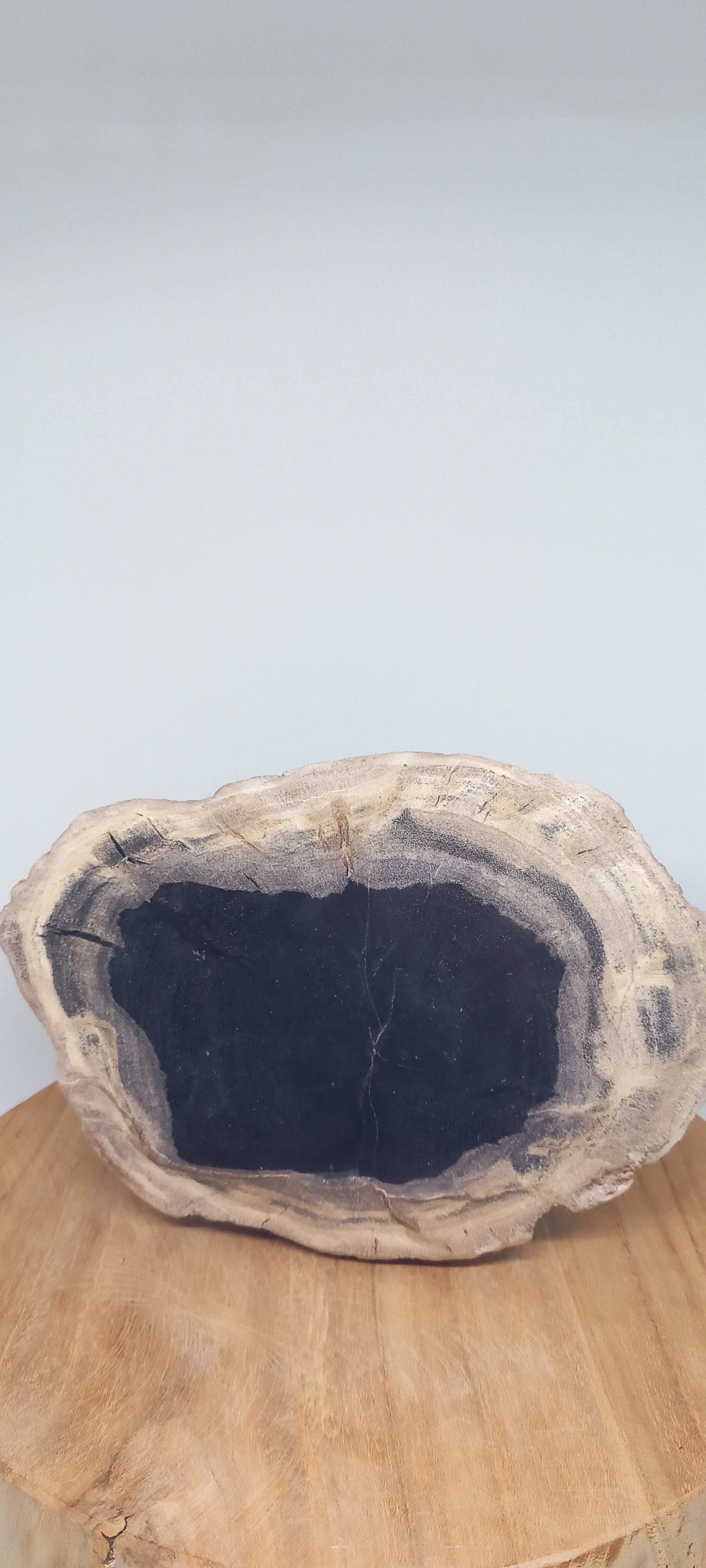 Versteend hout