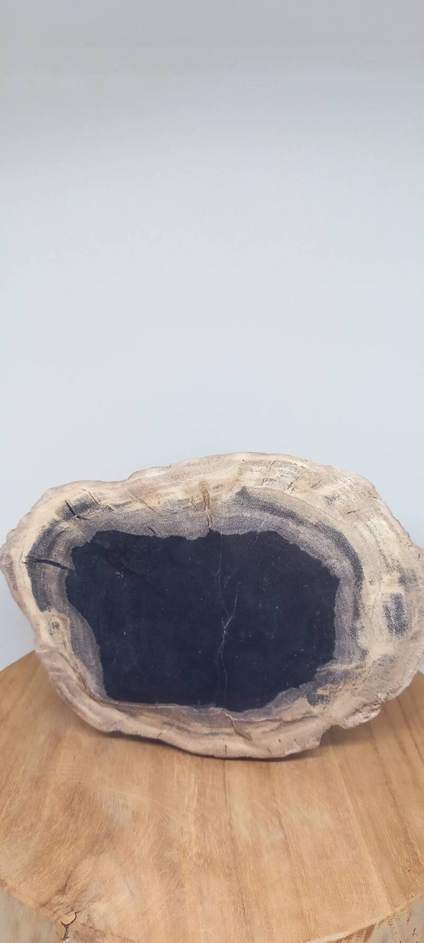 Versteend hout