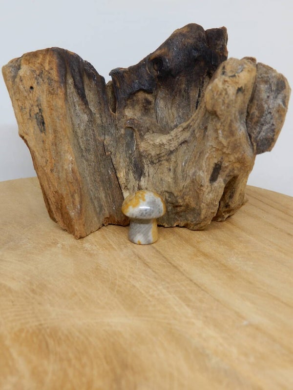 Crazy Lace Agaat paddenstoel