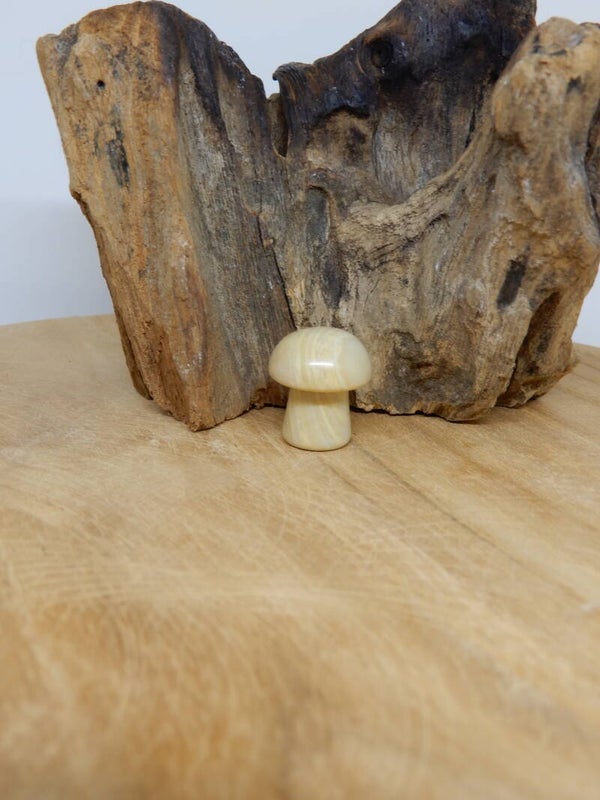 Crazy Lace Agaat paddenstoel