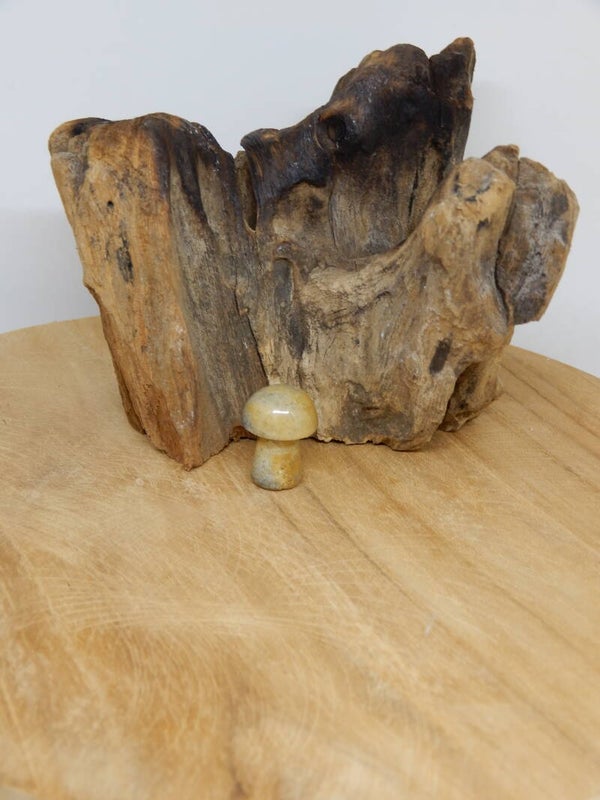 Crazy Lace Agaat paddenstoel