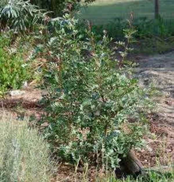 PISTACHIER LESTISQUE, Pistacia lentiscus, Aroeira