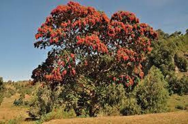 KOUSSO, COUSSO, BRAYERA ANTHELMINTICA, FLEURS